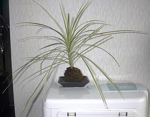 ۋ